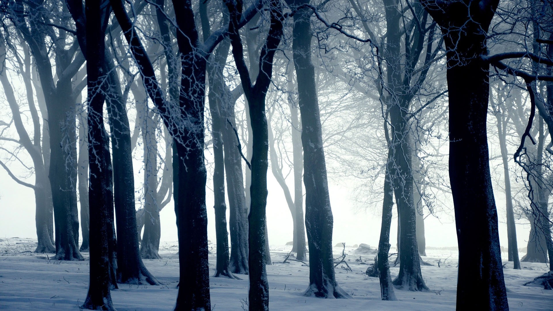 1920x1080, Silhouettes Of Trees In Winter Forest 
 - Forest Trees Winter - HD Wallpaper 