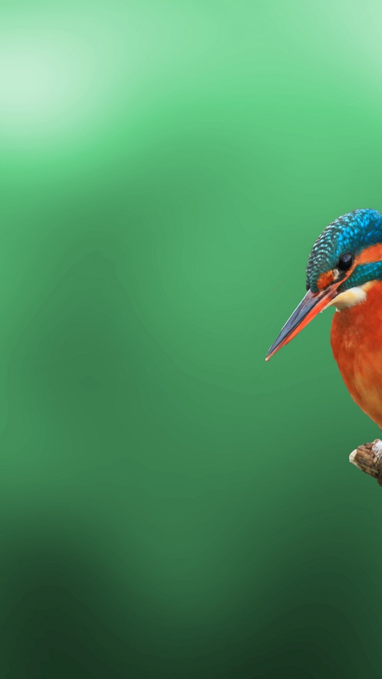 Bird Wallpaper Iphone 4k - 750x1334 Wallpaper Bird Wallpaper Iphone 4k - 750x1334 Wallpaper