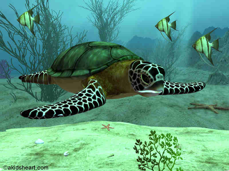 Sea Turtle - Sea Turtle And Habitat - HD Wallpaper 
