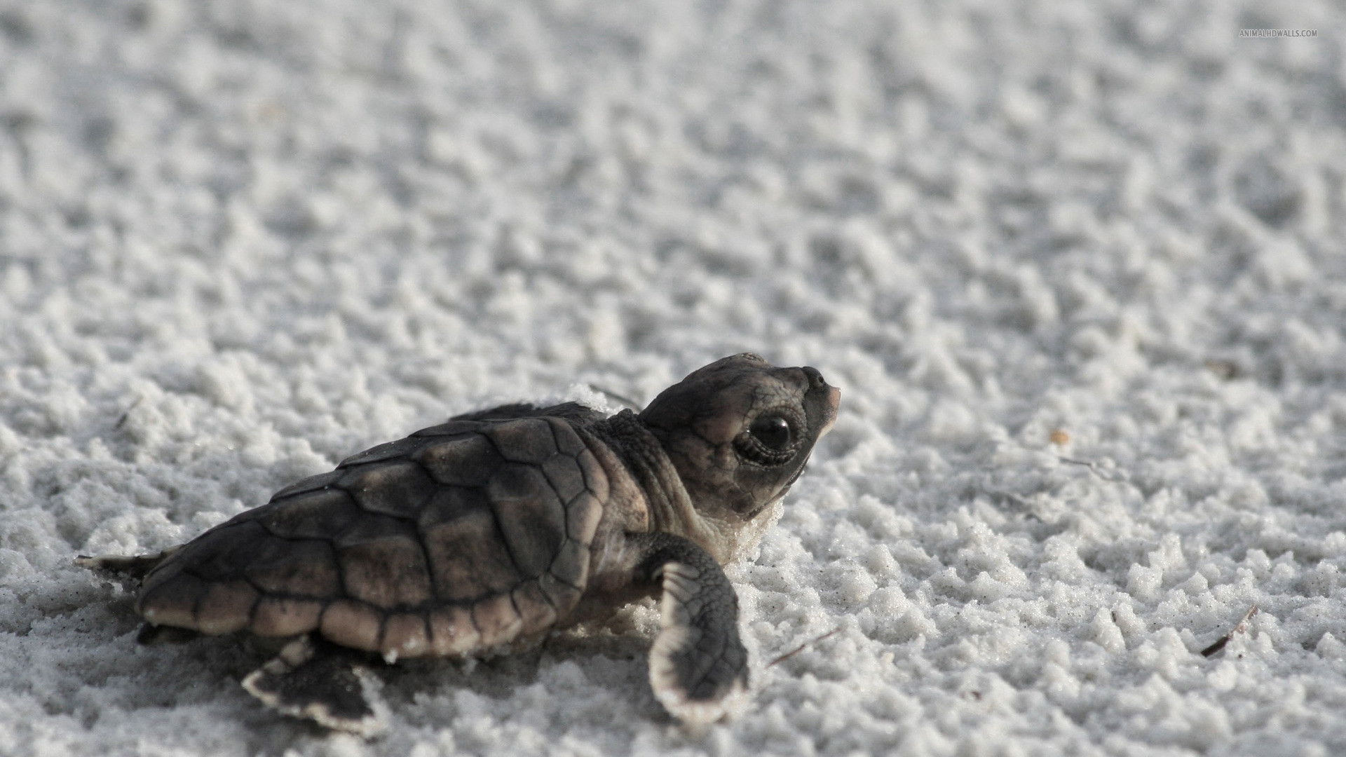 Bing Baby Turtle Wallpapers 
 Data-src - Baby Sea Turtle Hd - HD Wallpaper 