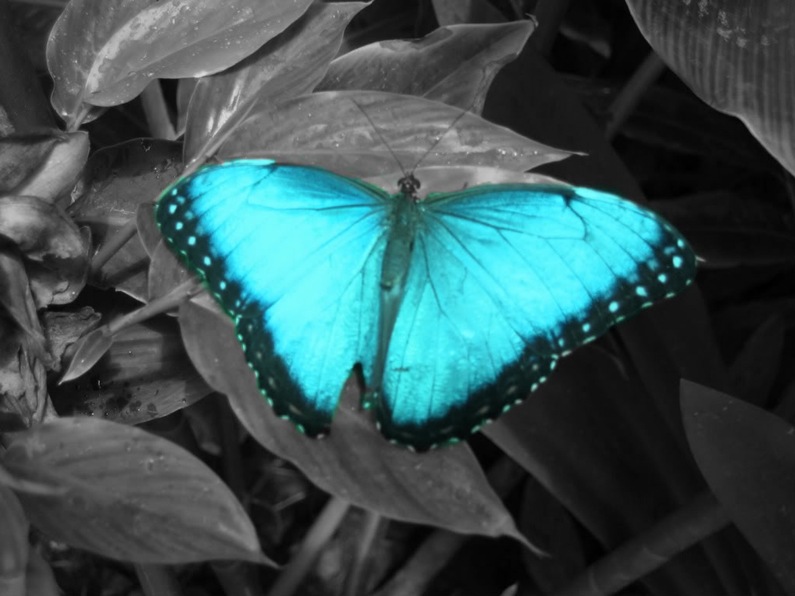 Blue Butterfly Sri Lanka - 1600x1200 Wallpaper - teahub.io