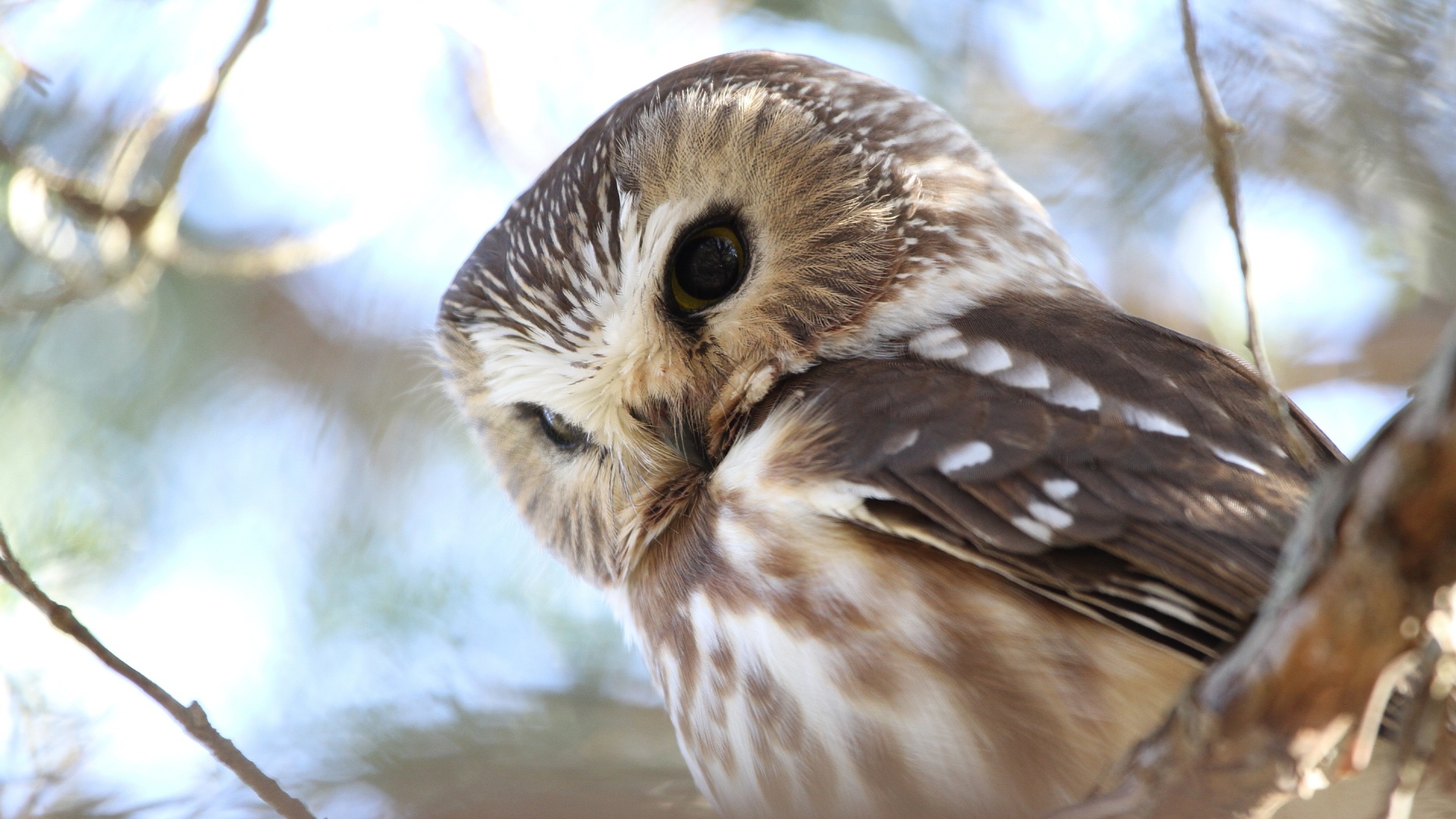 Cute Background Pictures For Computer Owls - HD Wallpaper 