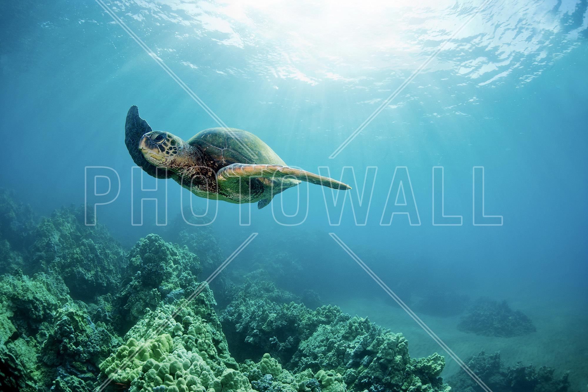 Hawaiian Green Sea Turtle - Turtle - HD Wallpaper 
