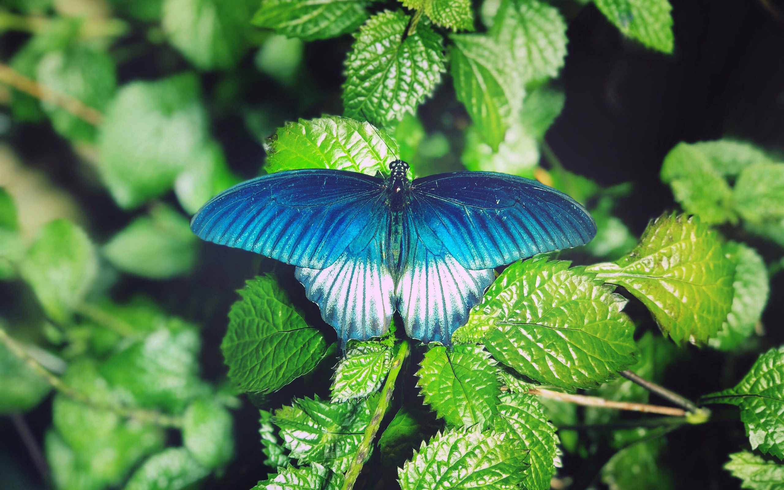 Butterfly In A Foliage - HD Wallpaper 