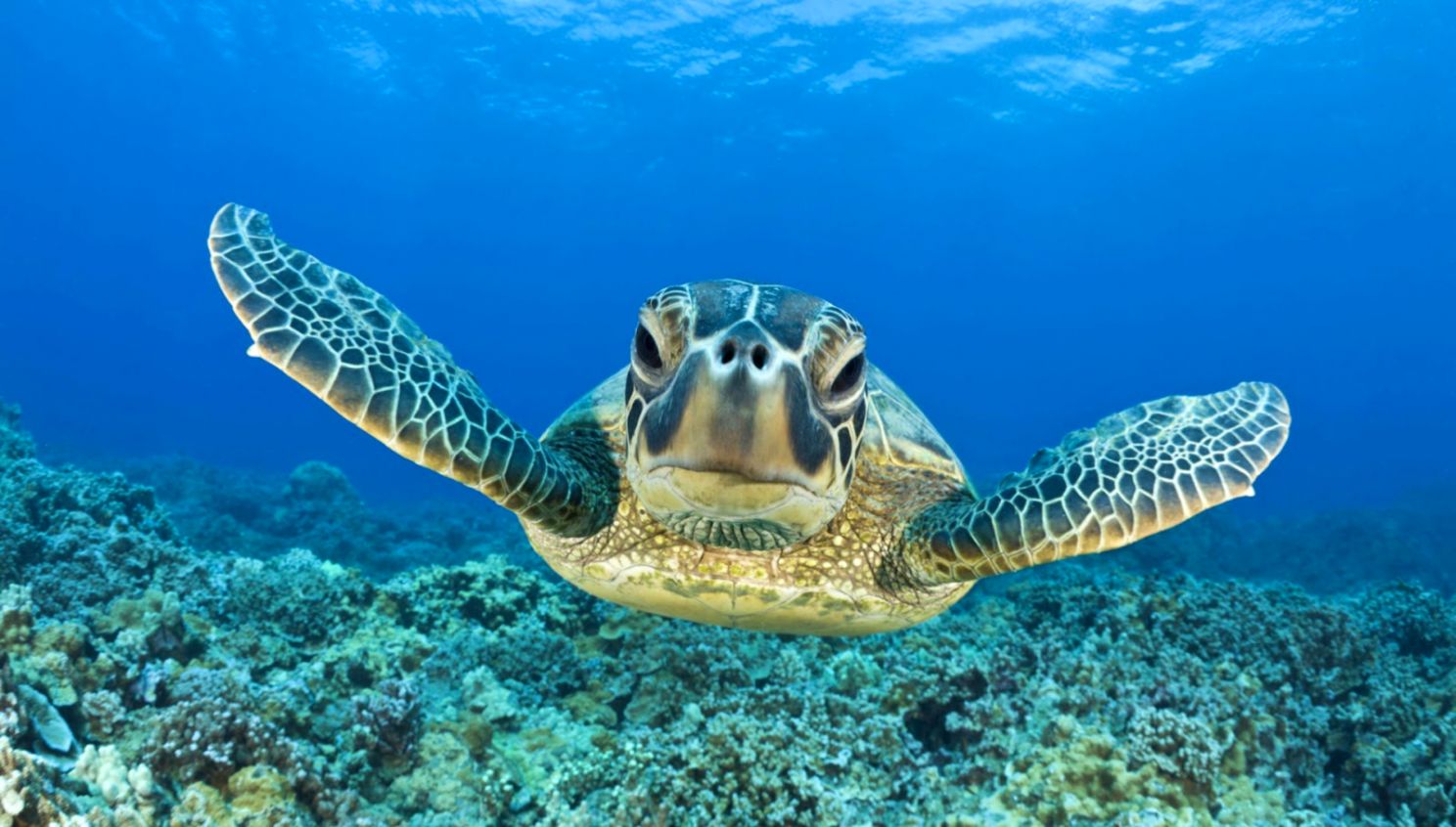 Underwater Turtle Ocean Hd Wallpaper Best Wallpapers - Sea Turtle - HD Wallpaper 