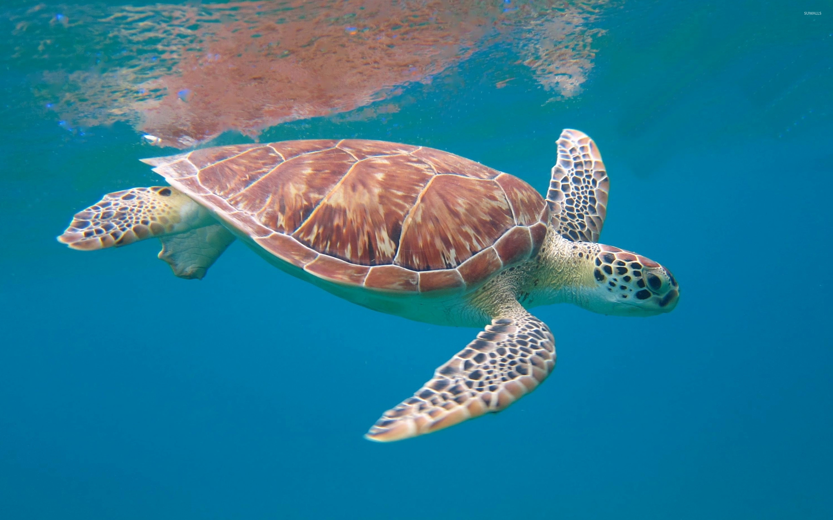 Turtle Swimming In Blue Water - HD Wallpaper 