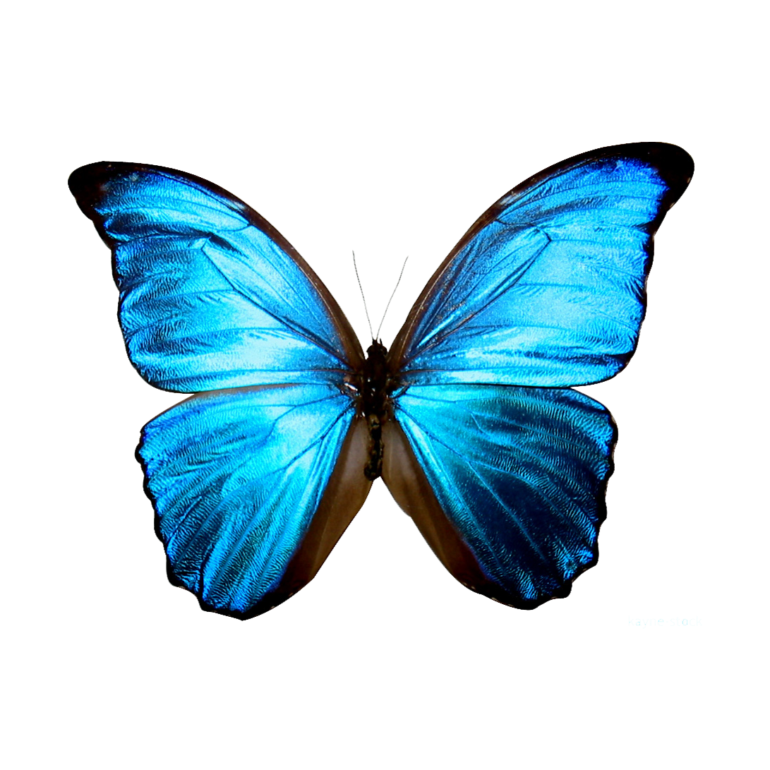 Clip Art Printable Google Search Butterflies - Blue Butterfly Transparent Background - HD Wallpaper 