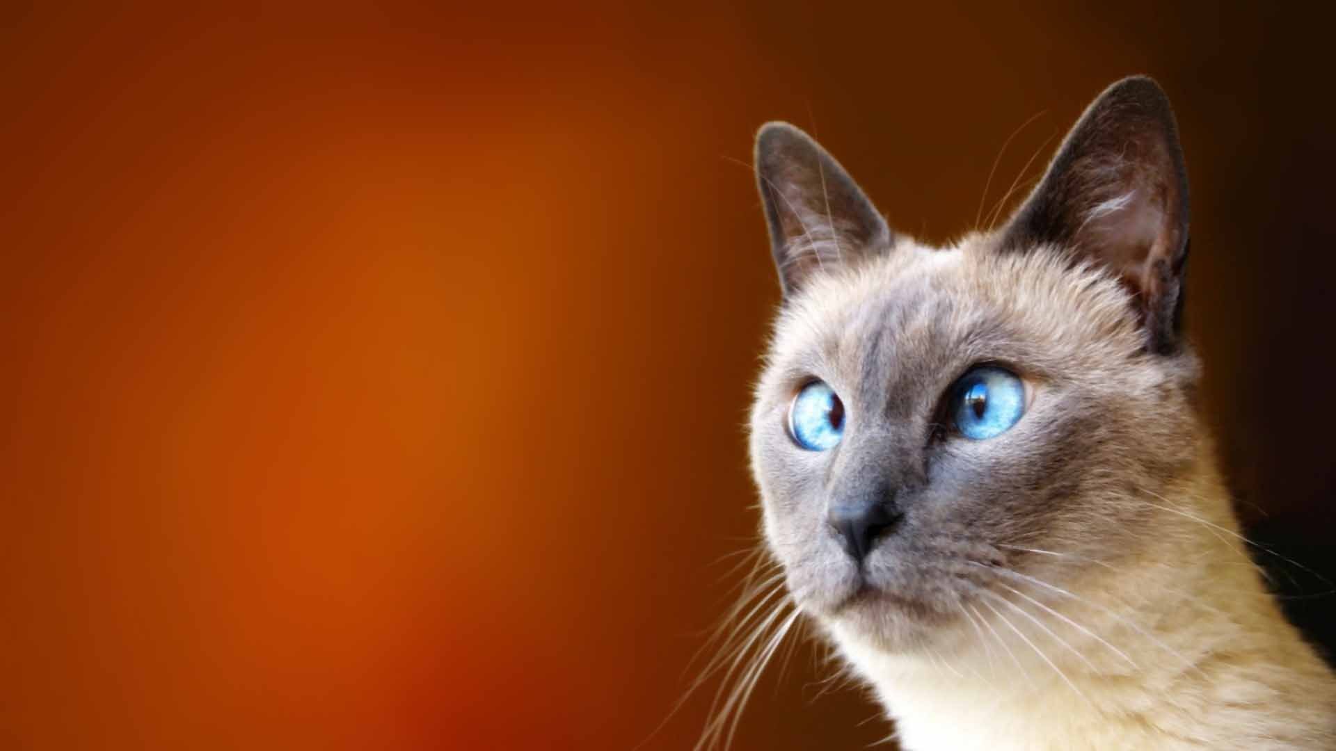 Funny Cat Wallpaper - Cat Wallpaper Funny - HD Wallpaper 