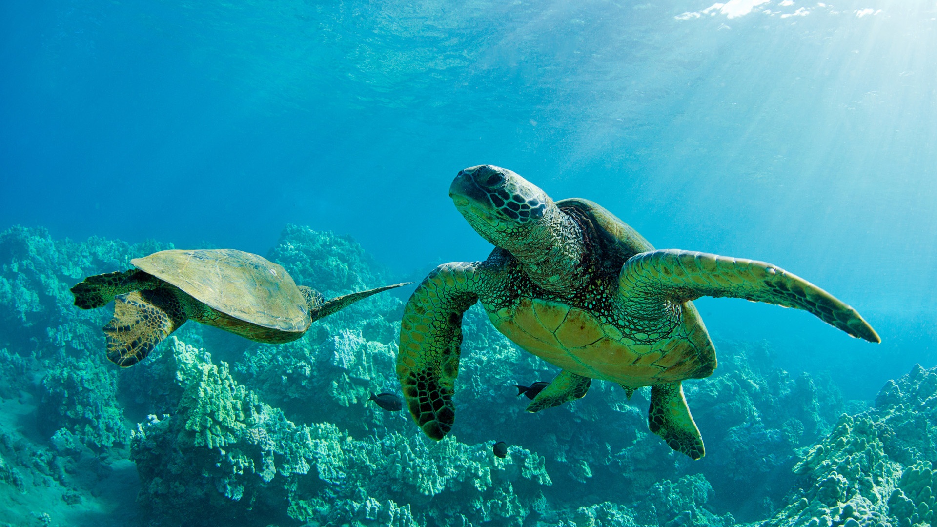 Sea Turtles Wallpaper - HD Wallpaper 