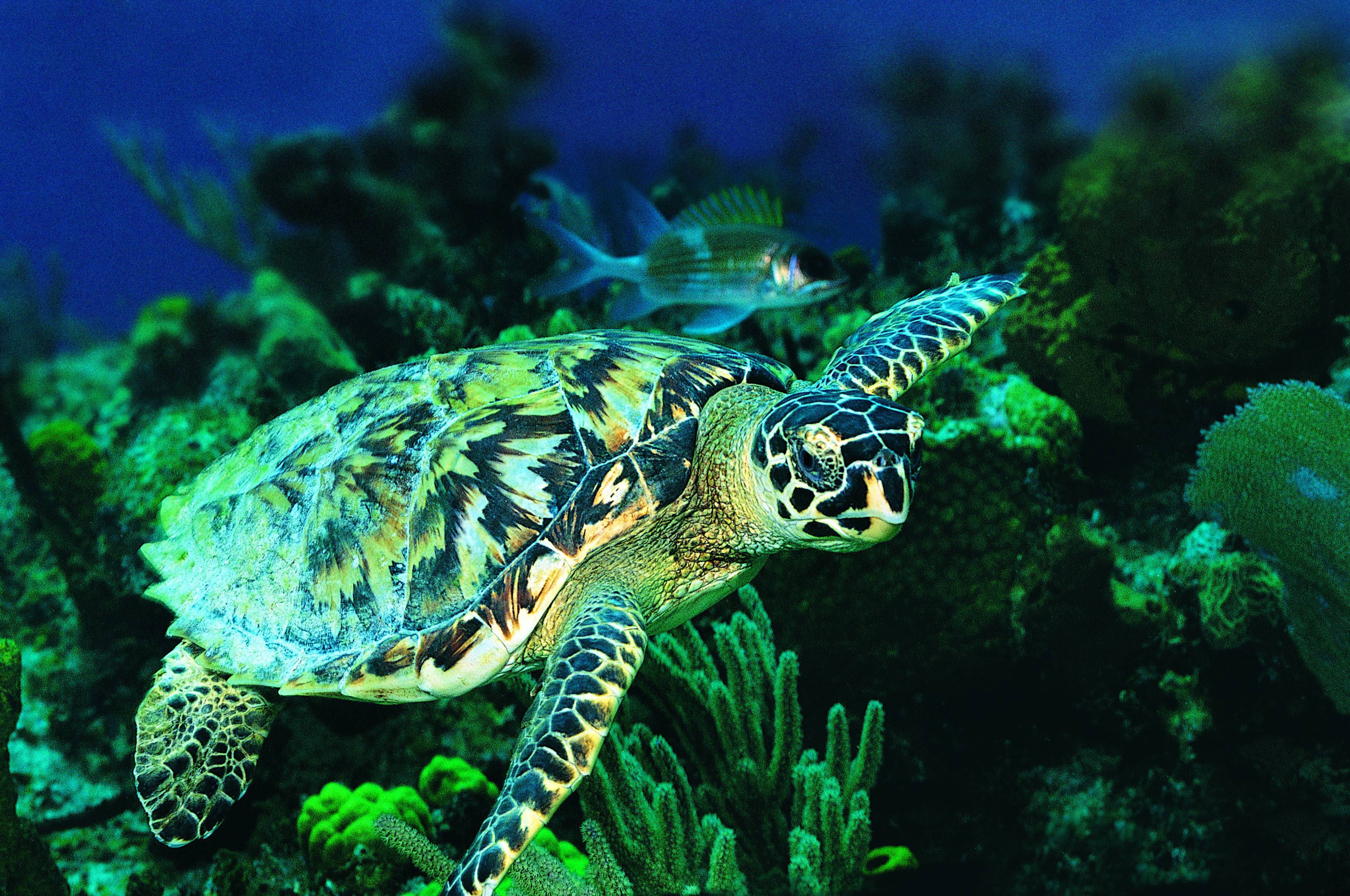 Sea Turtle Top Rated Pc Pics - Sea Turtle Backgrounds - 3488x2317 Wallpaper  
