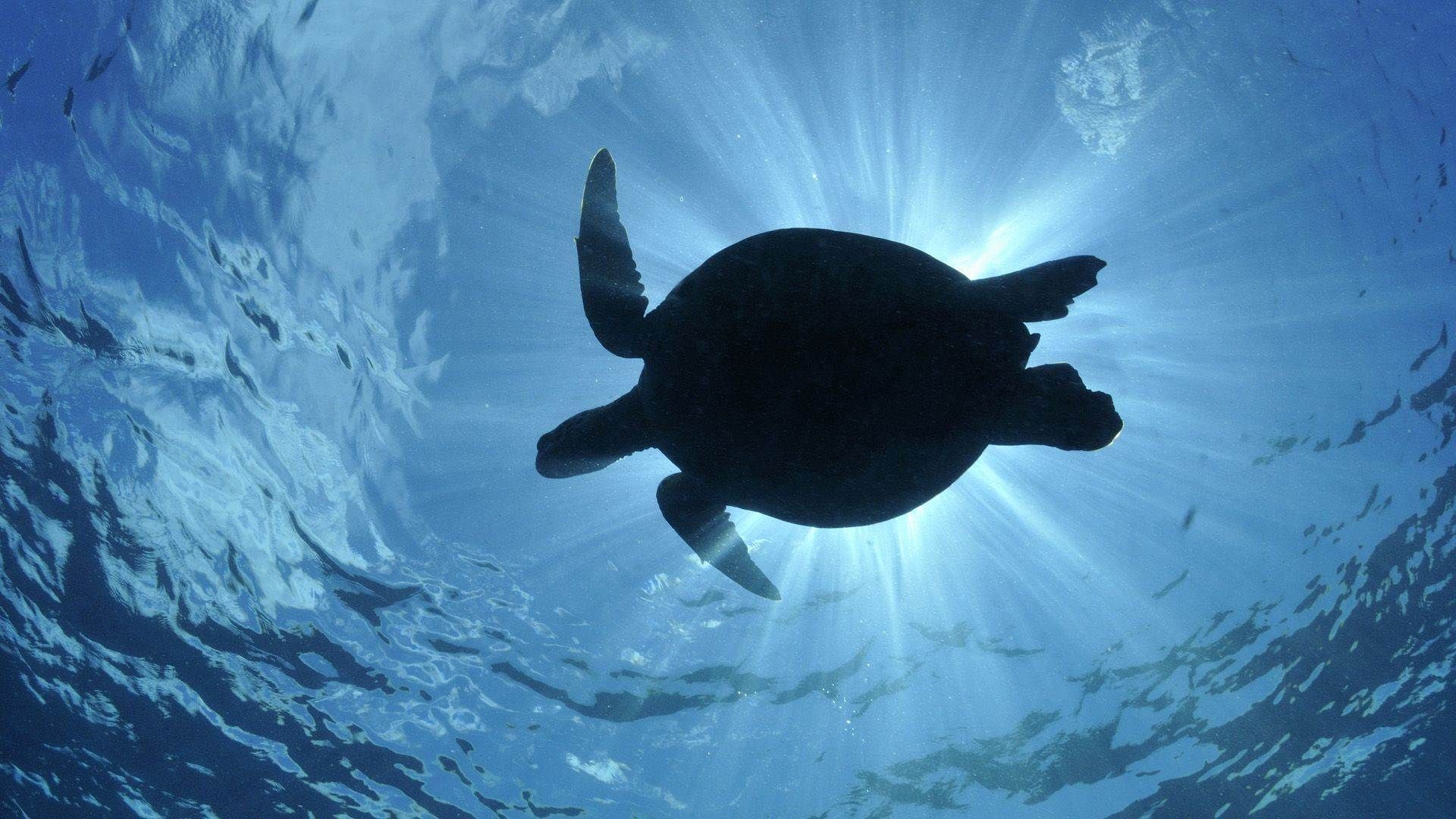 Turtle Wallpapers For Widescreen Desktop Pc Full Hd - Desktop Background Sea Turtle - HD Wallpaper 