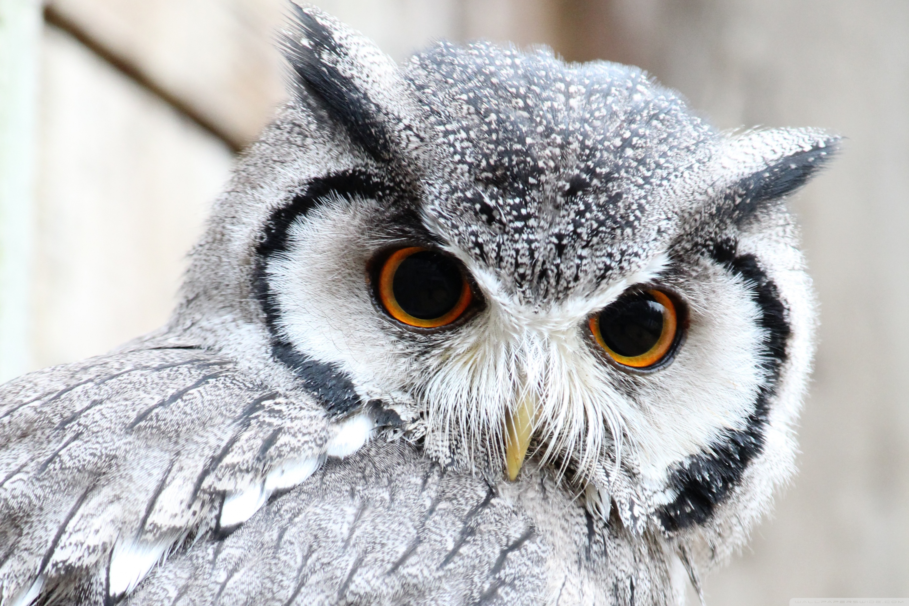 Cute Owls Wallpaper Hd - HD Wallpaper 