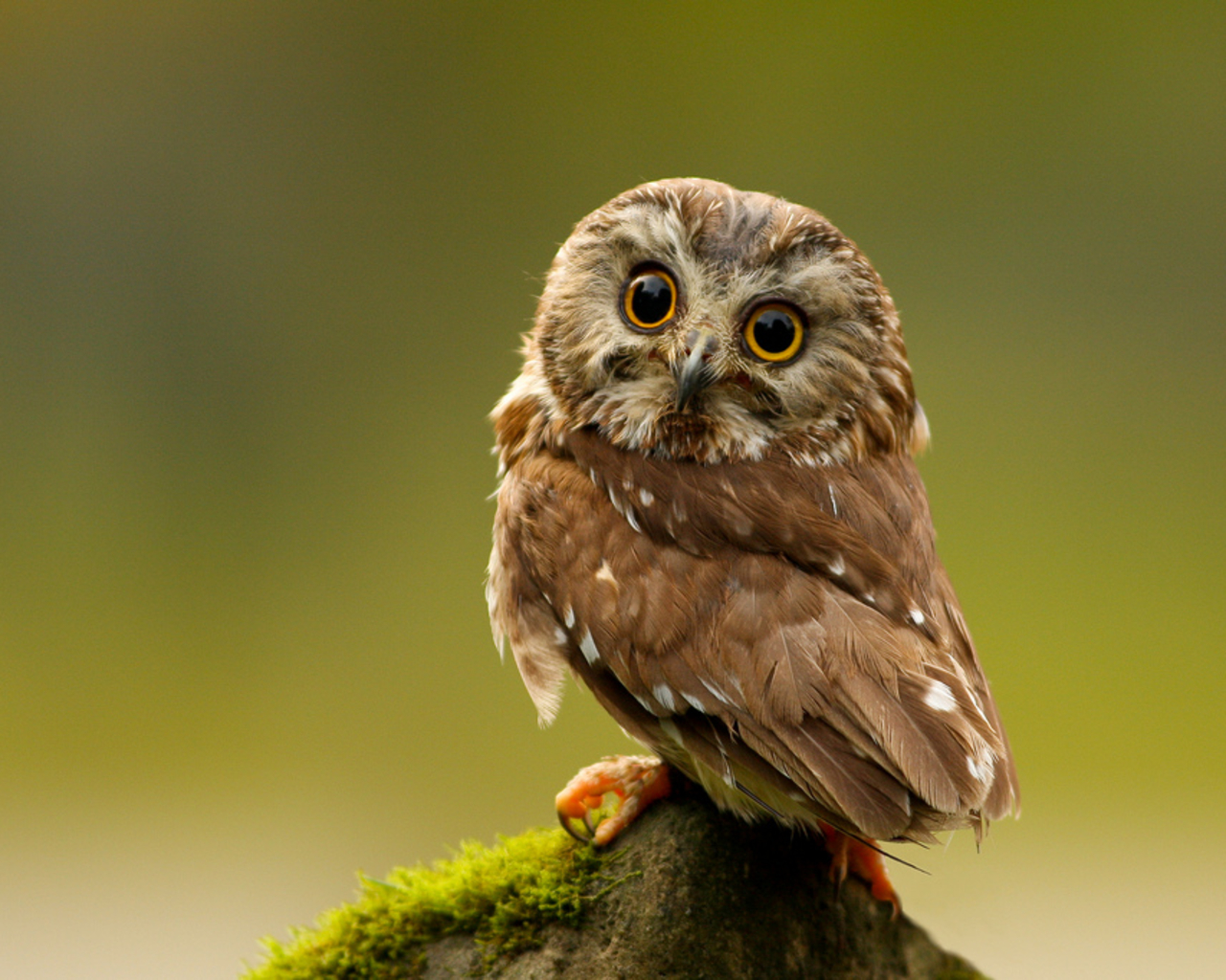 Cute Owl Hd - HD Wallpaper 