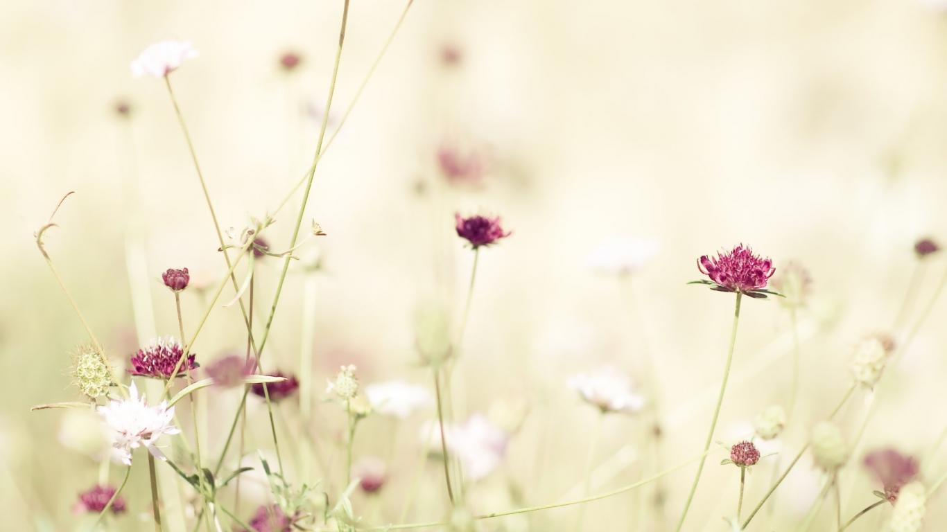 Delicate Flowers Background - HD Wallpaper 