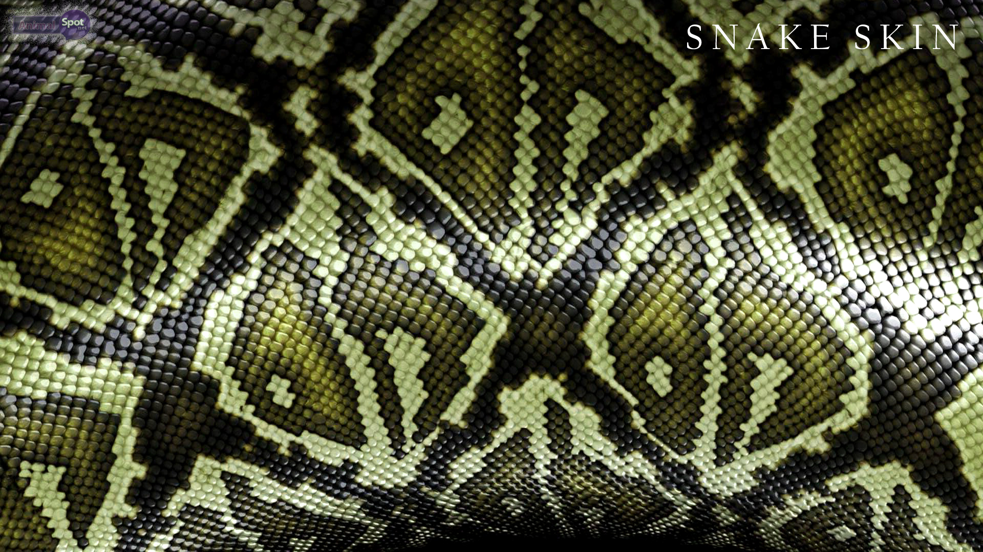 Snakeskin Wallpaper Hd - HD Wallpaper 
