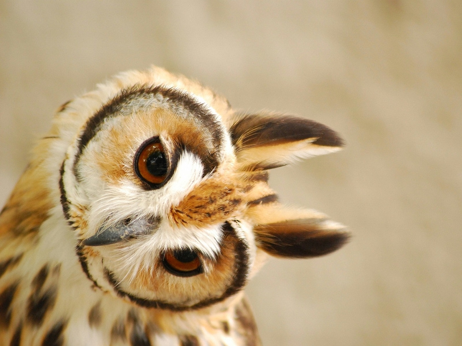 Owl Wallpapers Owl Cute Hd - HD Wallpaper 