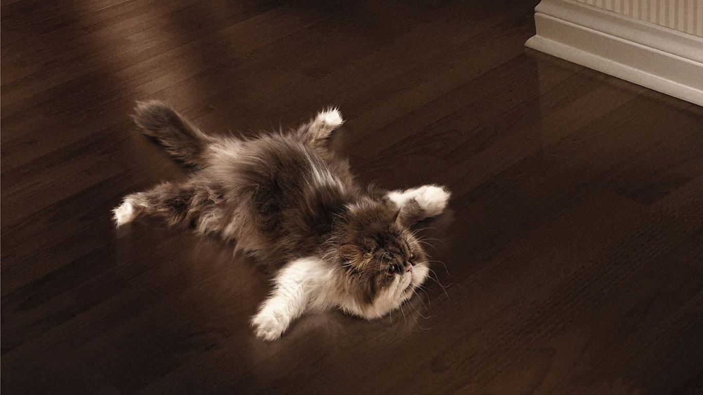 Funny Cat Death Wallpaper Hd - Cat Lying Down Funny - HD Wallpaper 