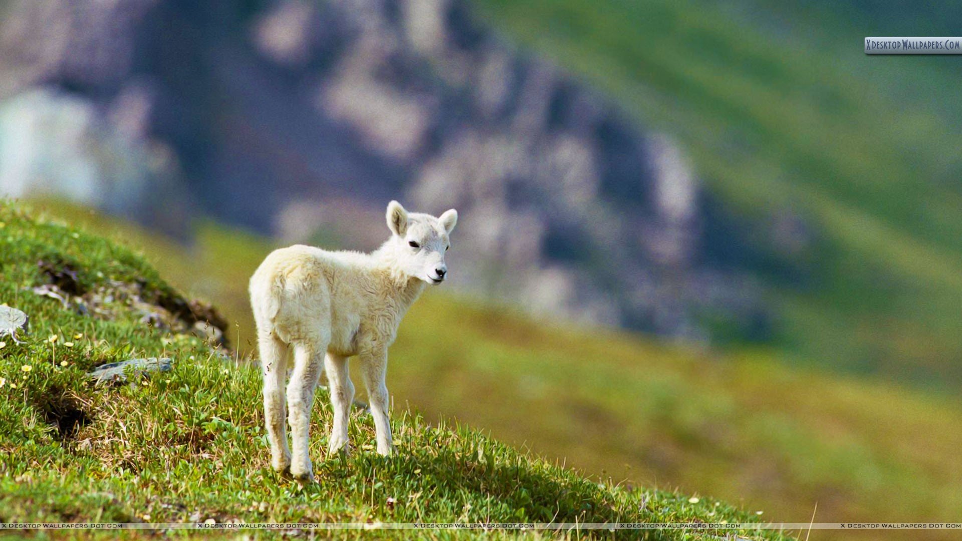 Sheep - Sheep Background Hd - HD Wallpaper 