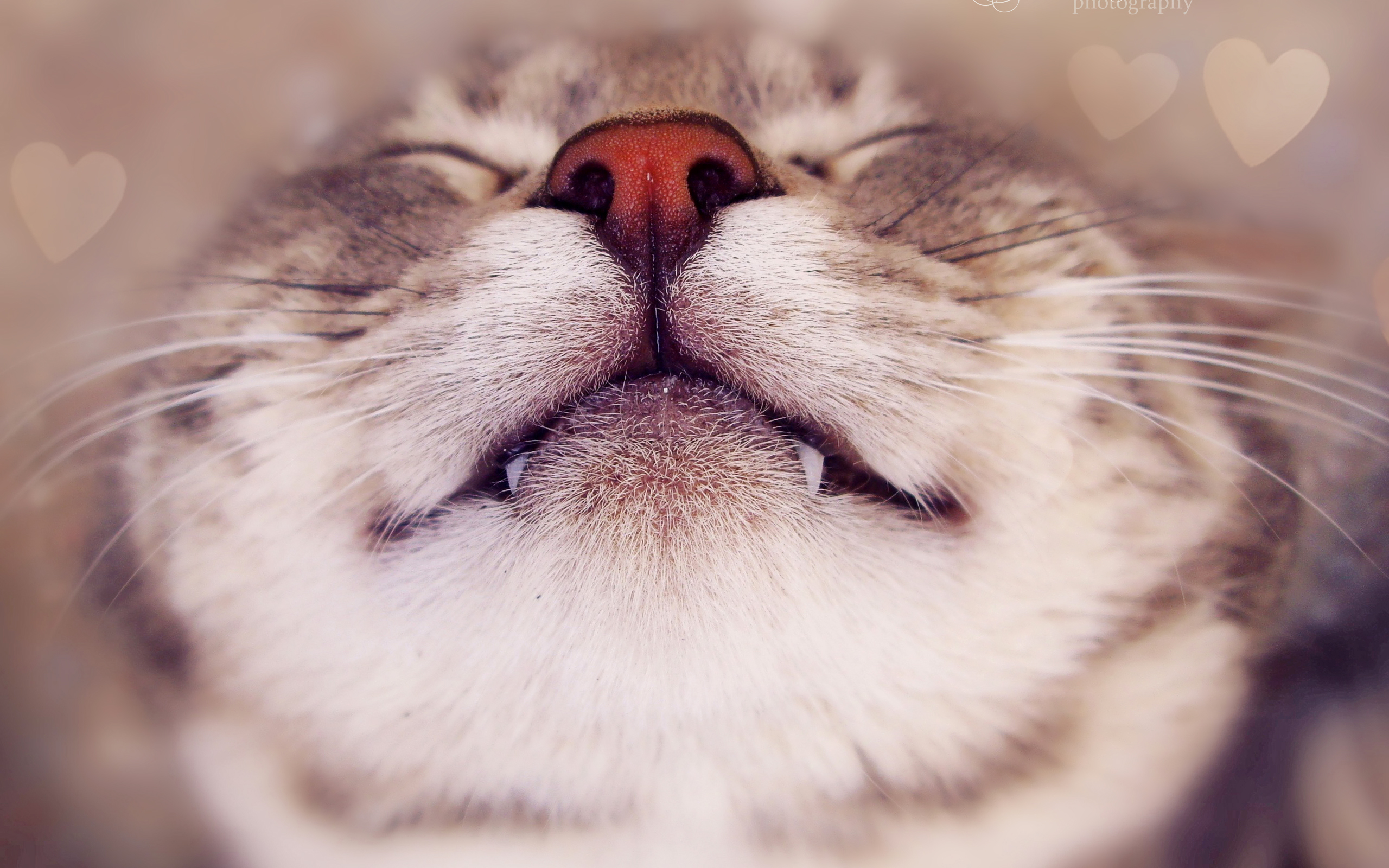 Sleepping Cute Cats Wallpapers - Cat Wallpaper Pc - HD Wallpaper 
