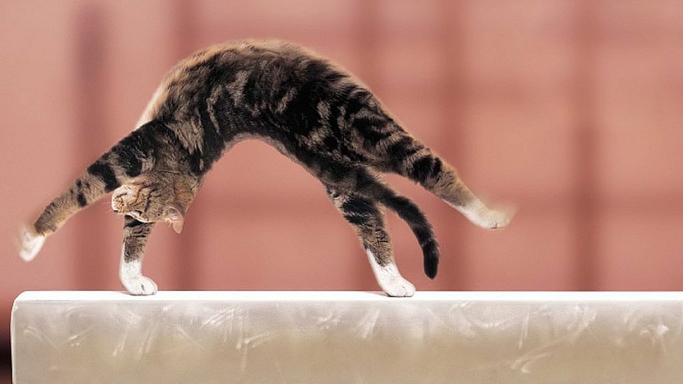 Best Funny Cat Wallpaper Id - Cat On Balance Beam - HD Wallpaper 