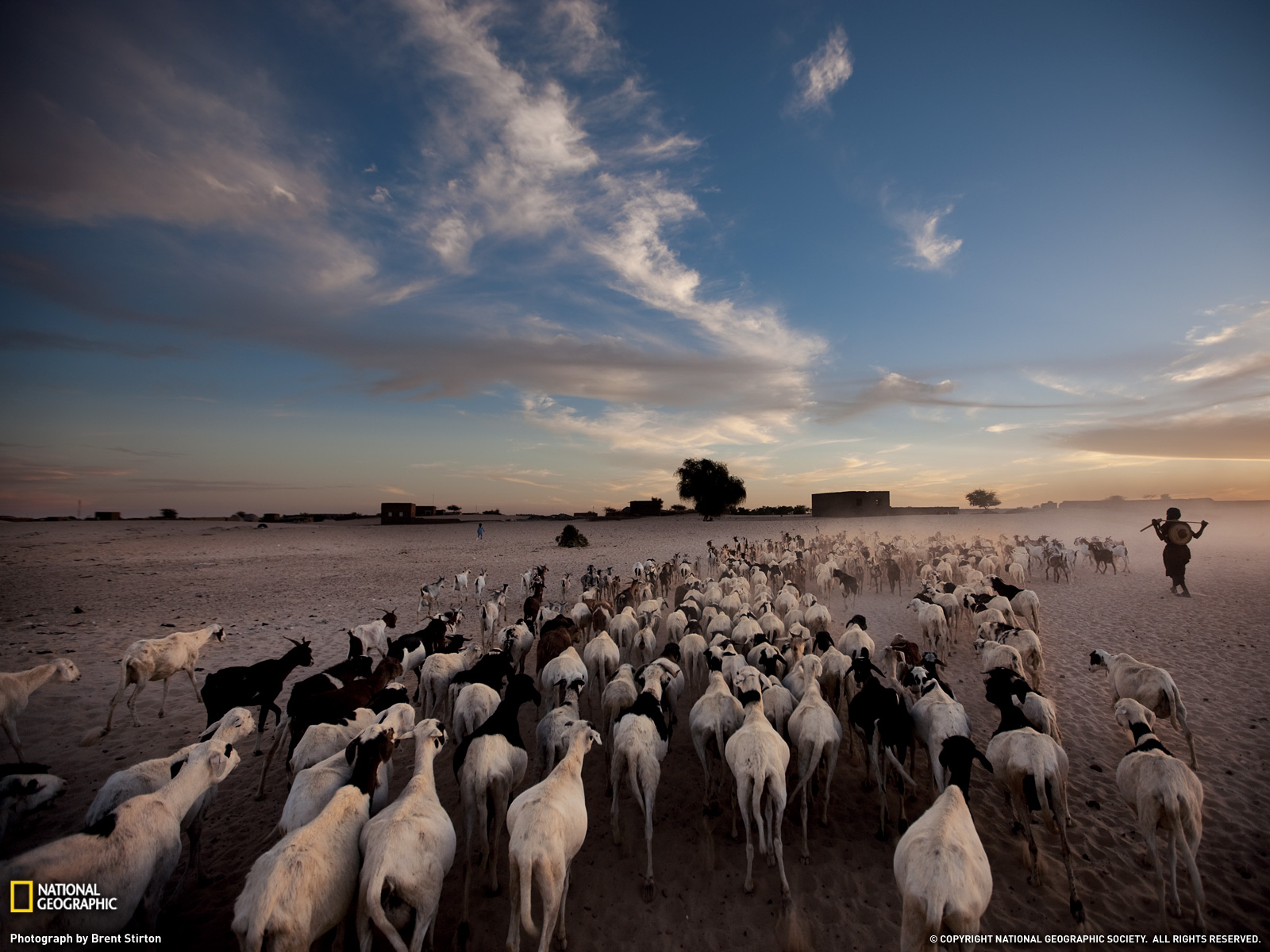 Sheep S And Goats In Timbuktu Wallpaper Hd - Jesus Separating Sheeps And Goats - HD Wallpaper 