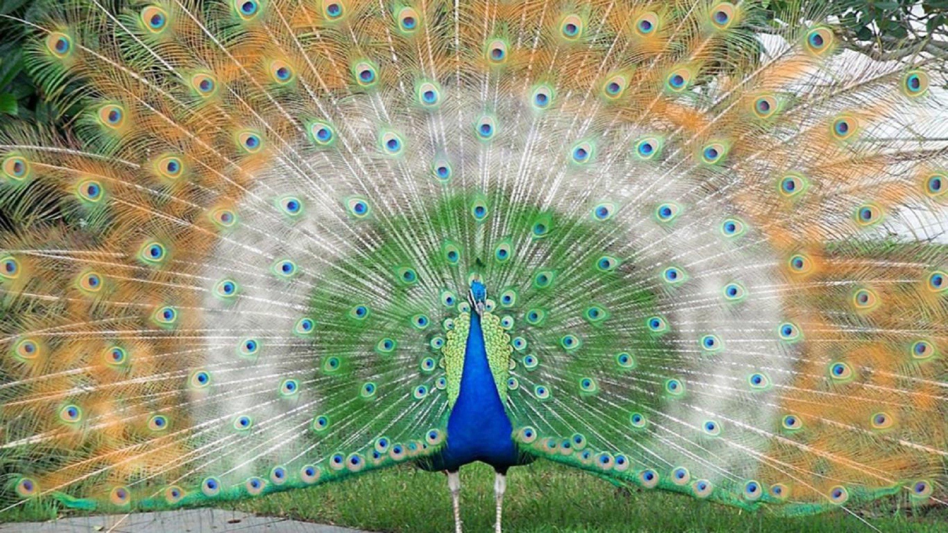 Beautiful Indian Flag In Peacock Feather - Beautiful Indian Flag Hd - HD Wallpaper 