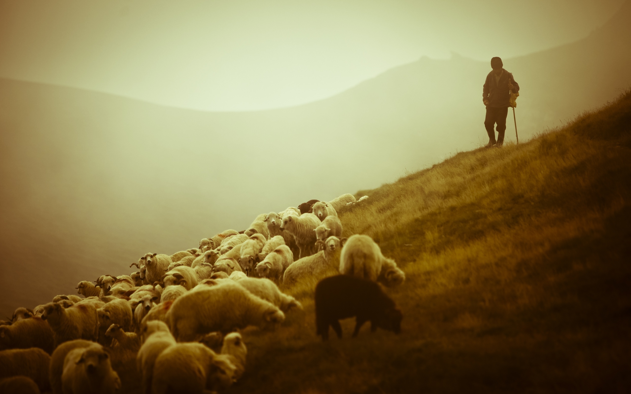 Sheep Flock - HD Wallpaper 