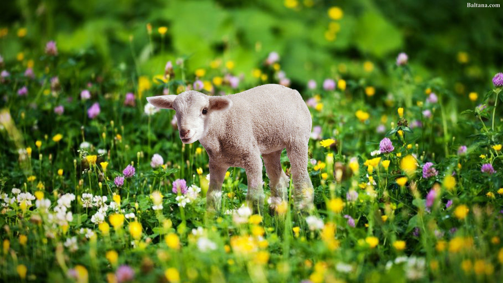 Sheep Widescreen Wallpapers - Wallpaper - HD Wallpaper 