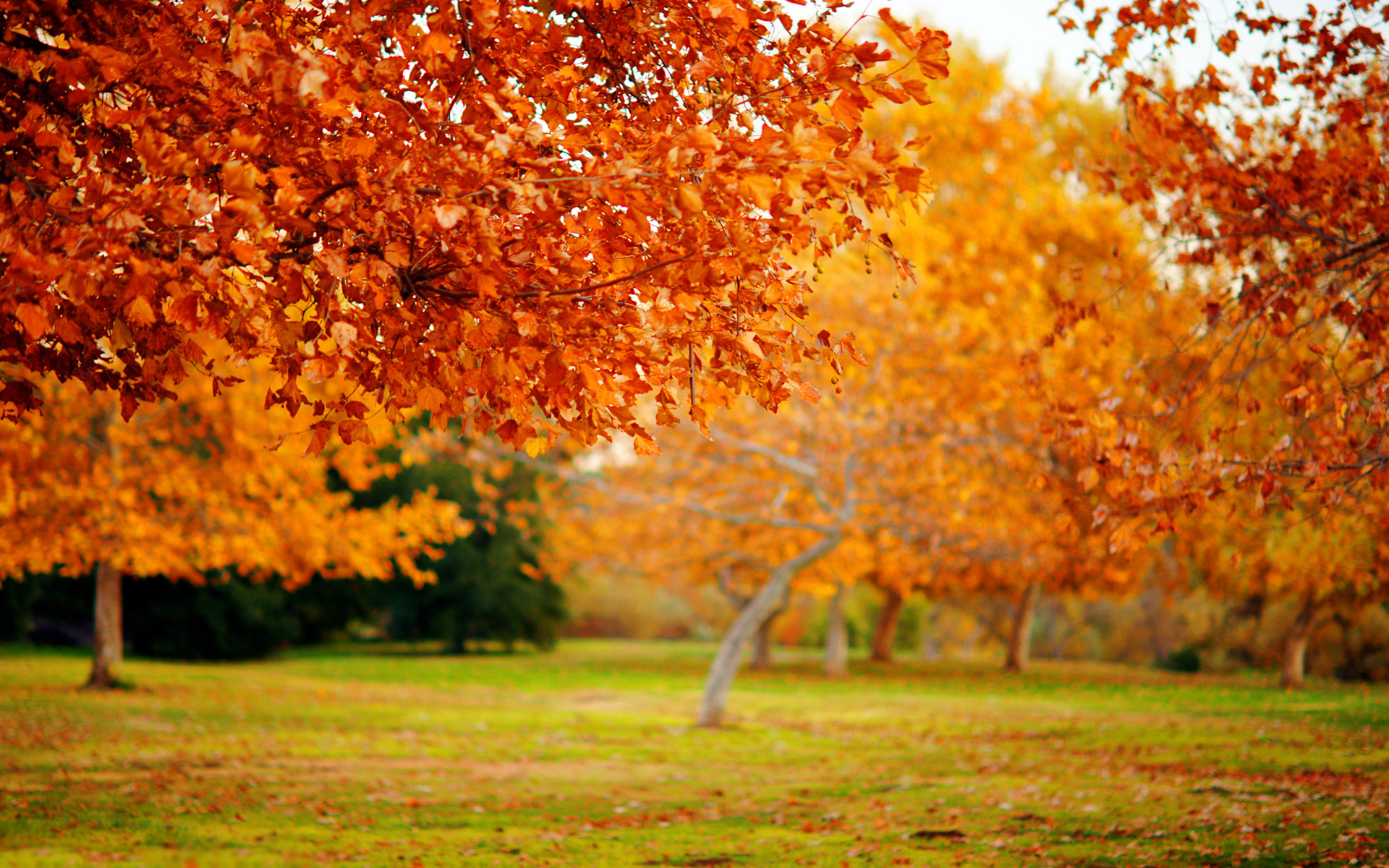 Nature Wallpaper For Desktop Full Size - HD Wallpaper 