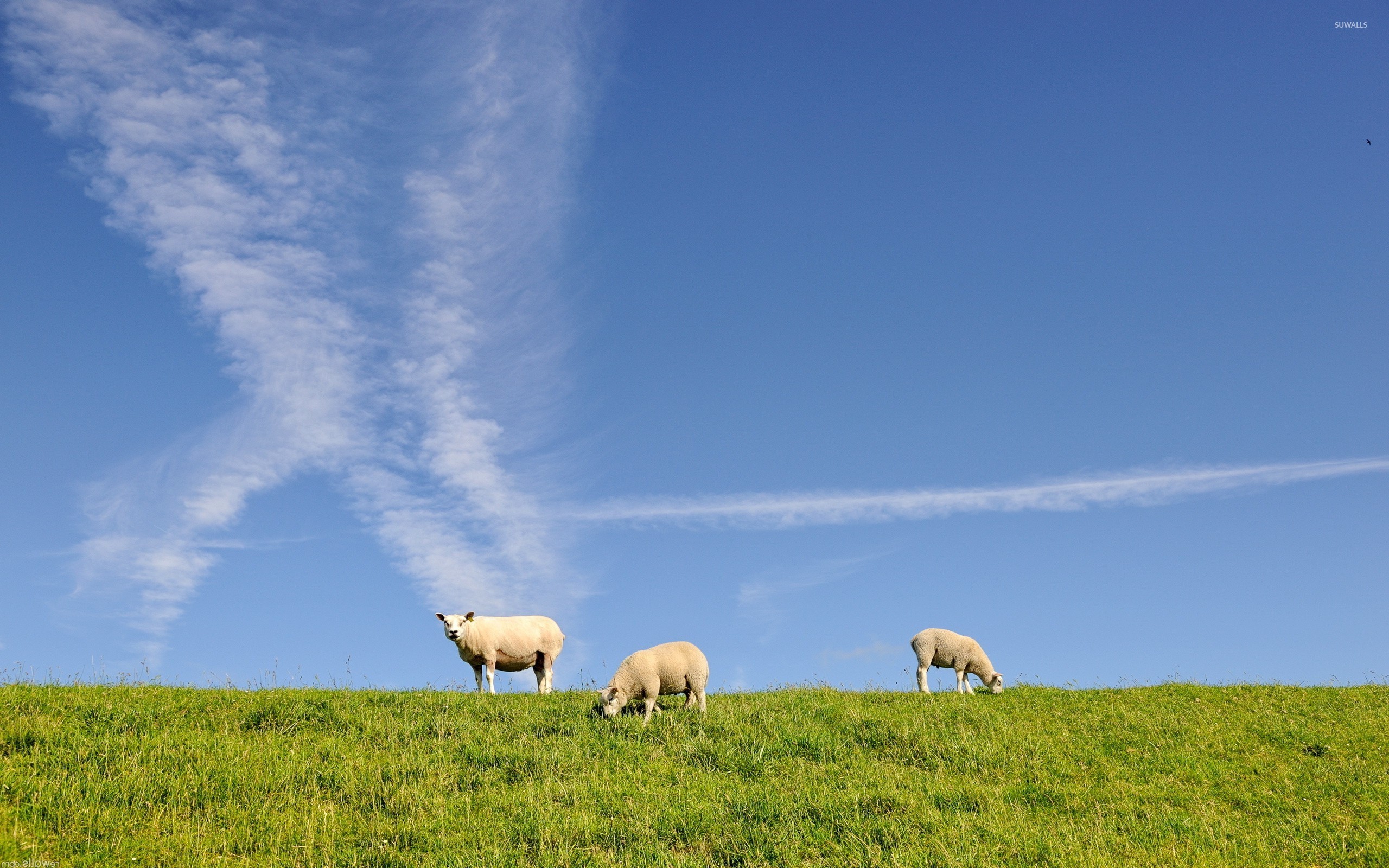 Sheep Wallpapers 4k - HD Wallpaper 