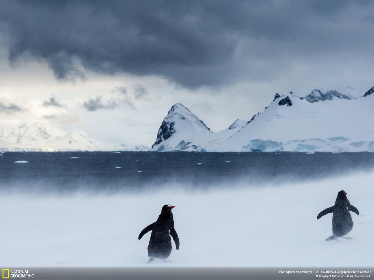 Nat Geo Desktop - HD Wallpaper 