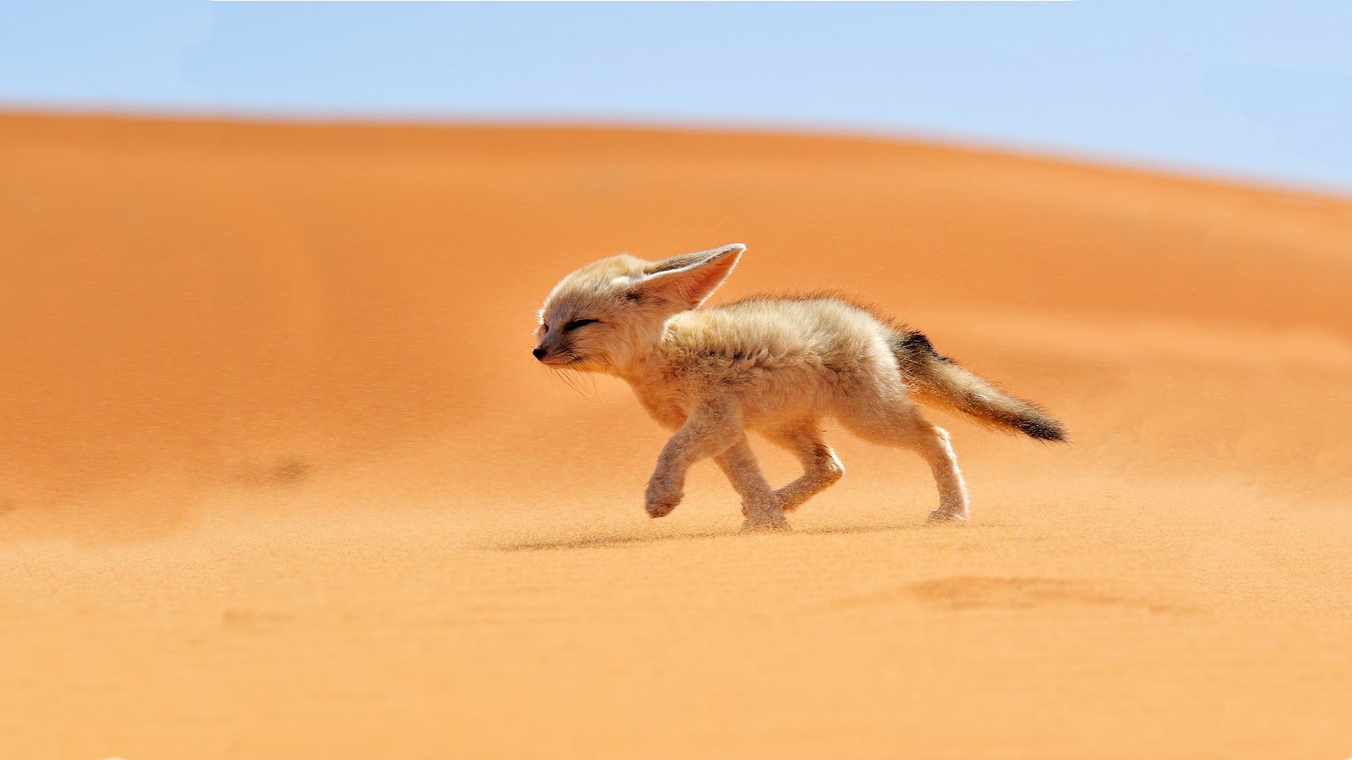Wallpaper - Desert Fox - HD Wallpaper 