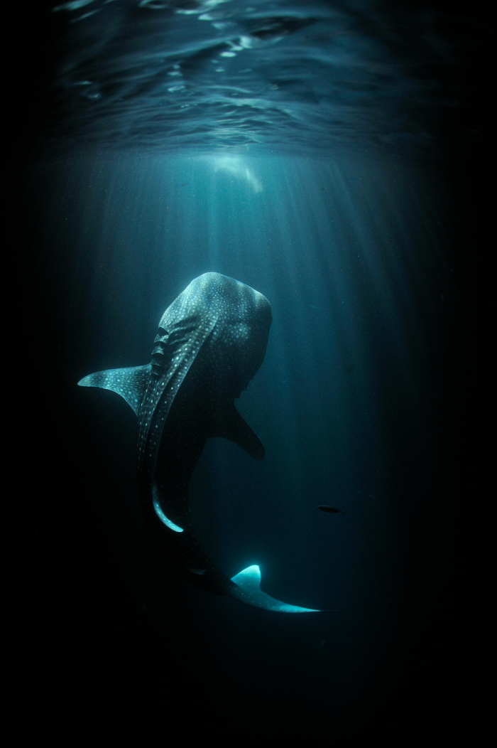 The Ocean As Seen By Nat Geo Photographer Thomas Peschak - Thomas Peschak Whale Shark - HD Wallpaper 