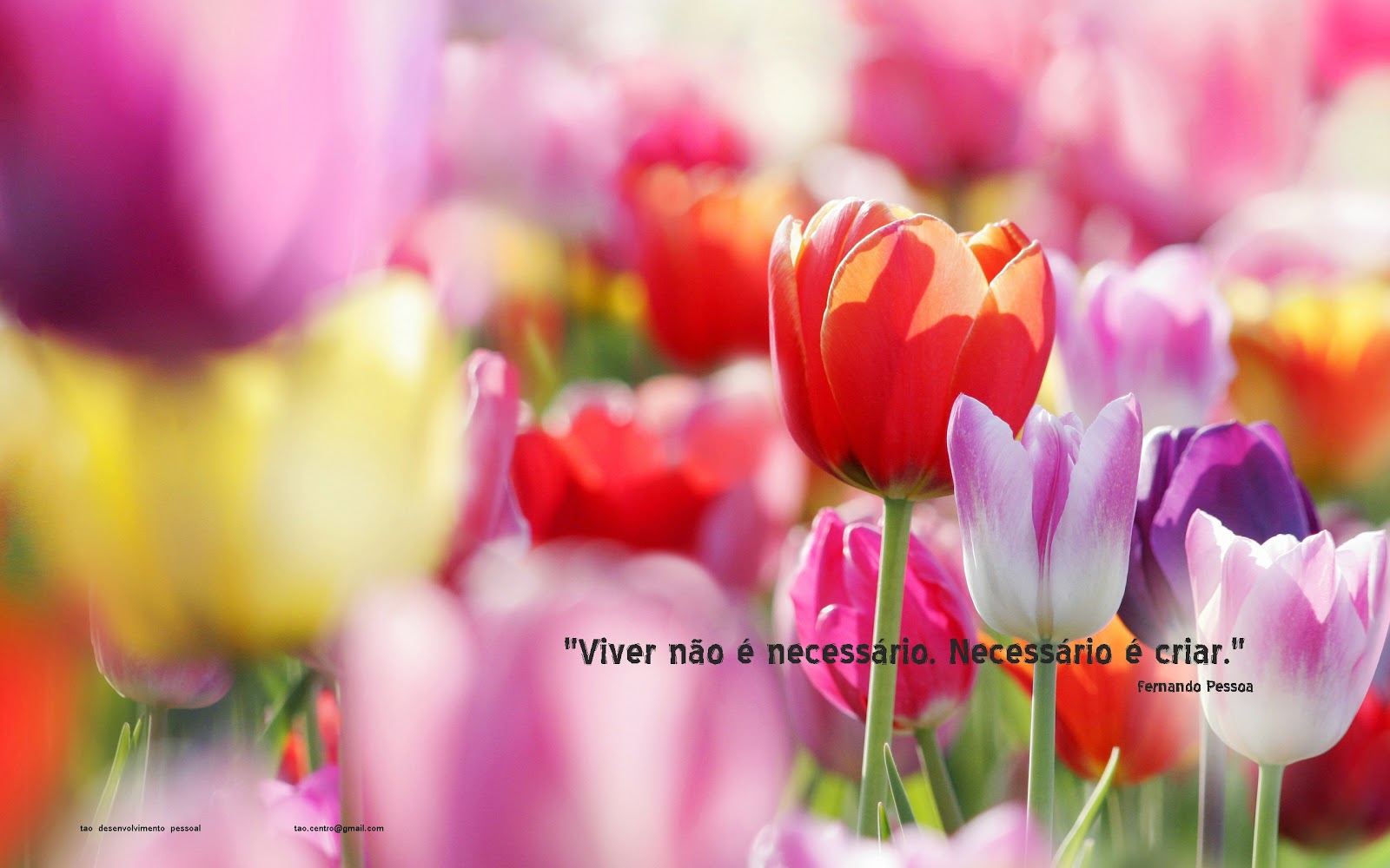 Windows 7 Wallpaper, Hq Wallpaper, Hd Wallpaper - Fond D Écran Printemps Fleur - HD Wallpaper 