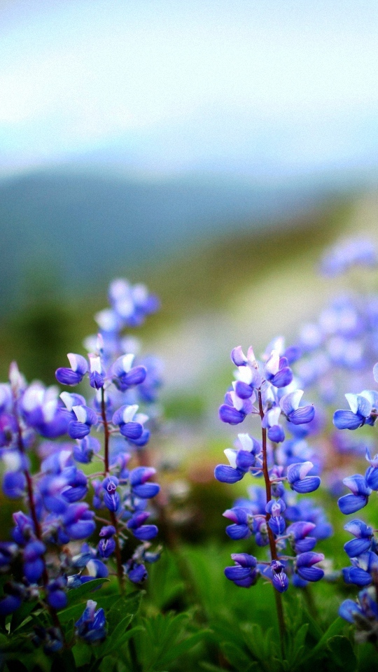 Hd Flower Nokia Lumia Wallpapers - Hd Wallpaper Of Flowers For Android - 540x960 Wallpaper Hd Flower Nokia Lumia Wallpapers - Hd Wallpaper Of Flowers For Android - 540x960 Wallpaper