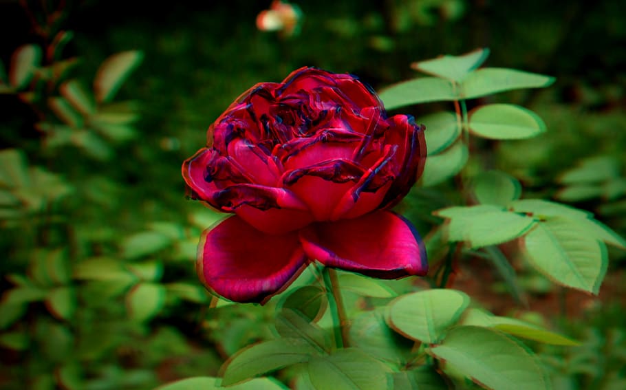 Brazil, State Of São Paulo, - Evergreen Rose - HD Wallpaper 