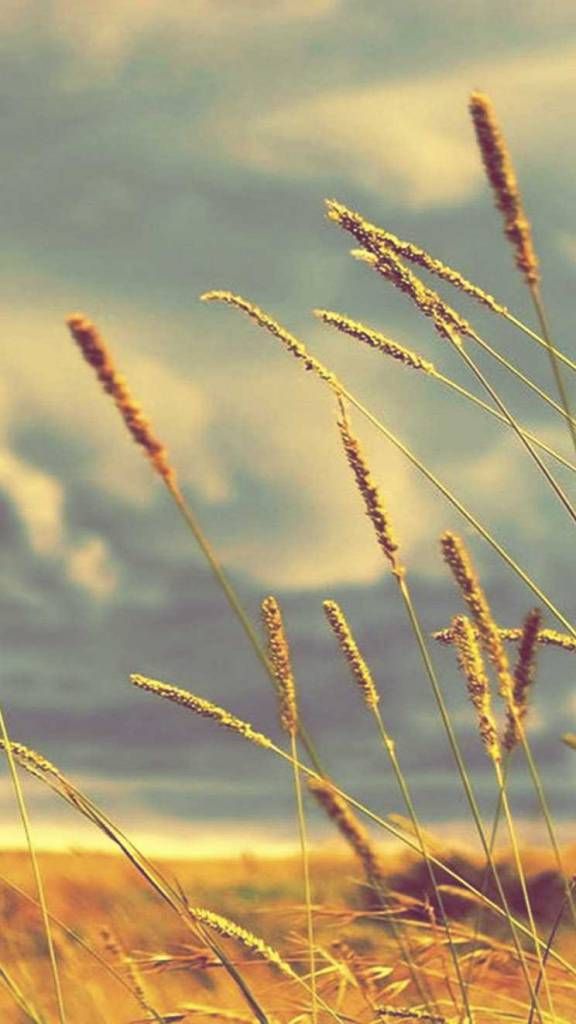 Wheat Field Wallpaper Iphone - HD Wallpaper 