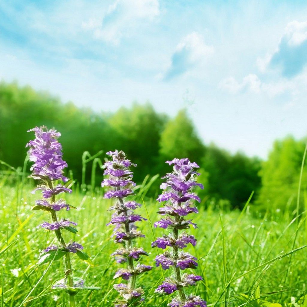 Nature Wallpapers For Mobile Phones Mobile Phone N - Psalms 95 1 11nkjv - HD Wallpaper 