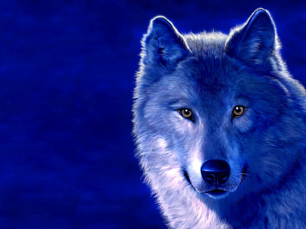 Background Blue Wolf - HD Wallpaper 