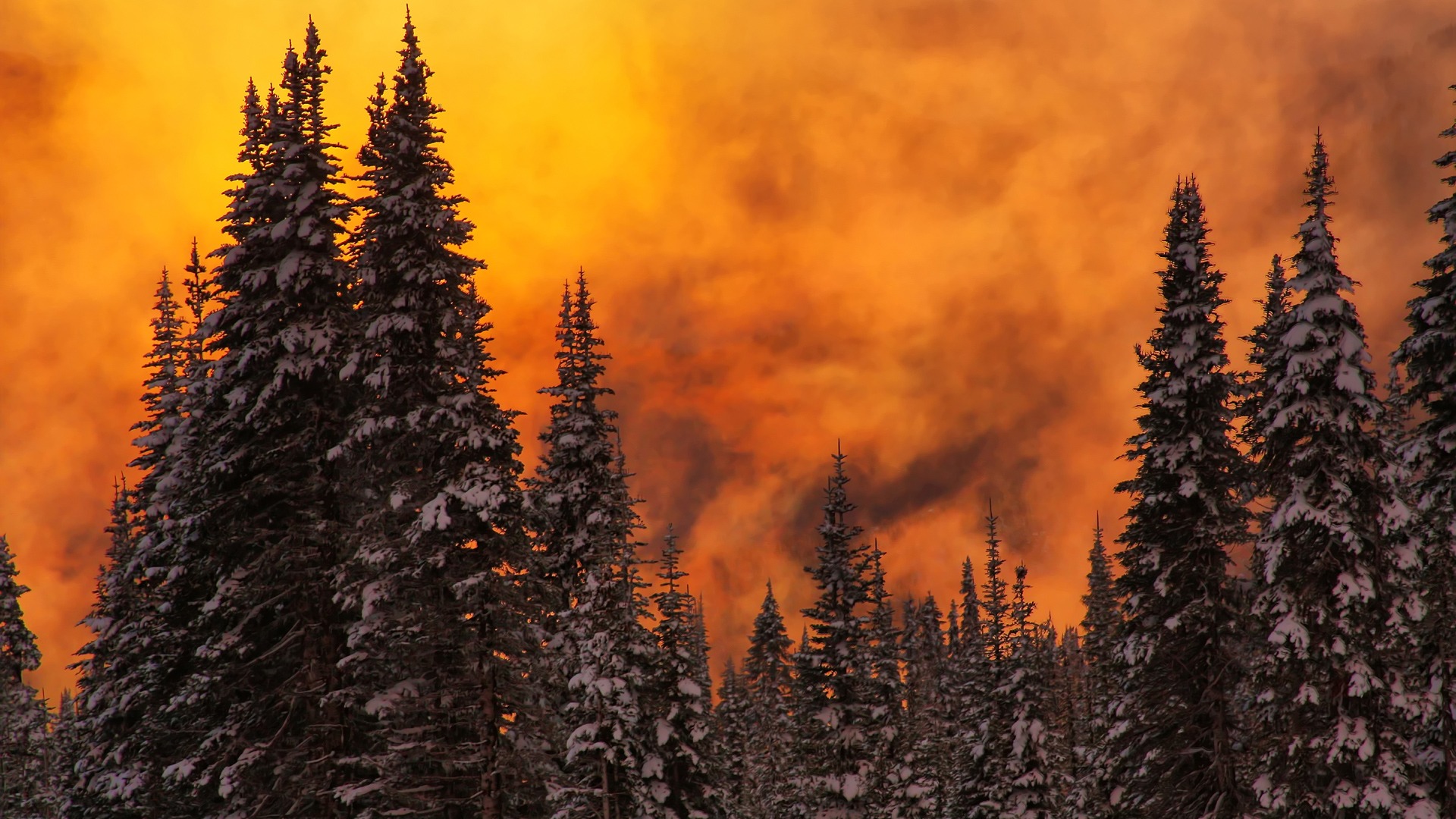 Shravi Name - HD Wallpaper 