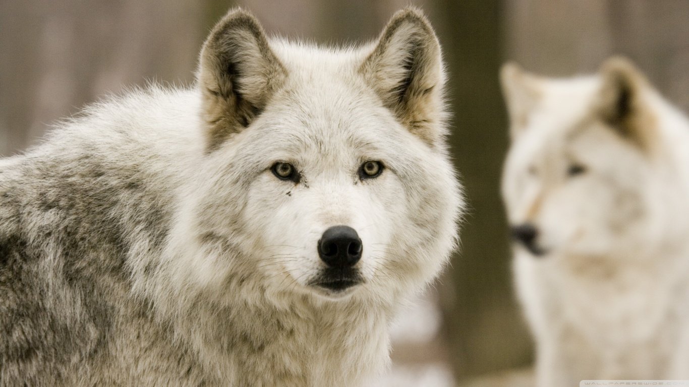 Awesome Wolf Free Background Id - White Wolf 4k - HD Wallpaper 