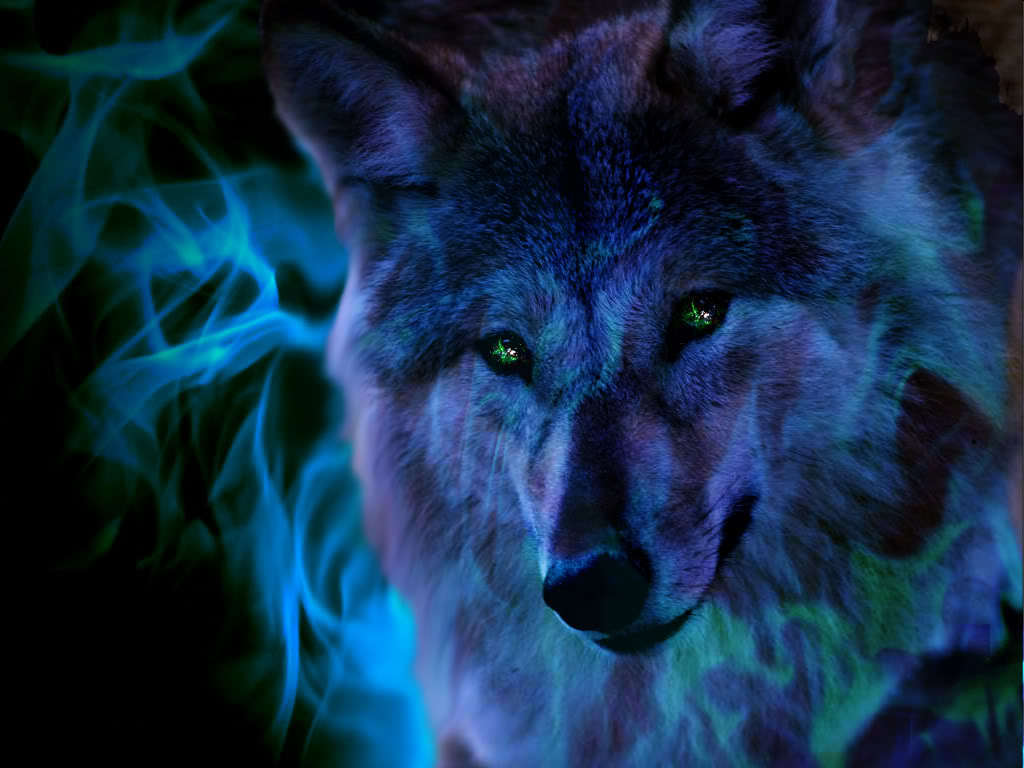 Cool Wolf Wallpapers H Yayapz - Cool Wolf - HD Wallpaper 