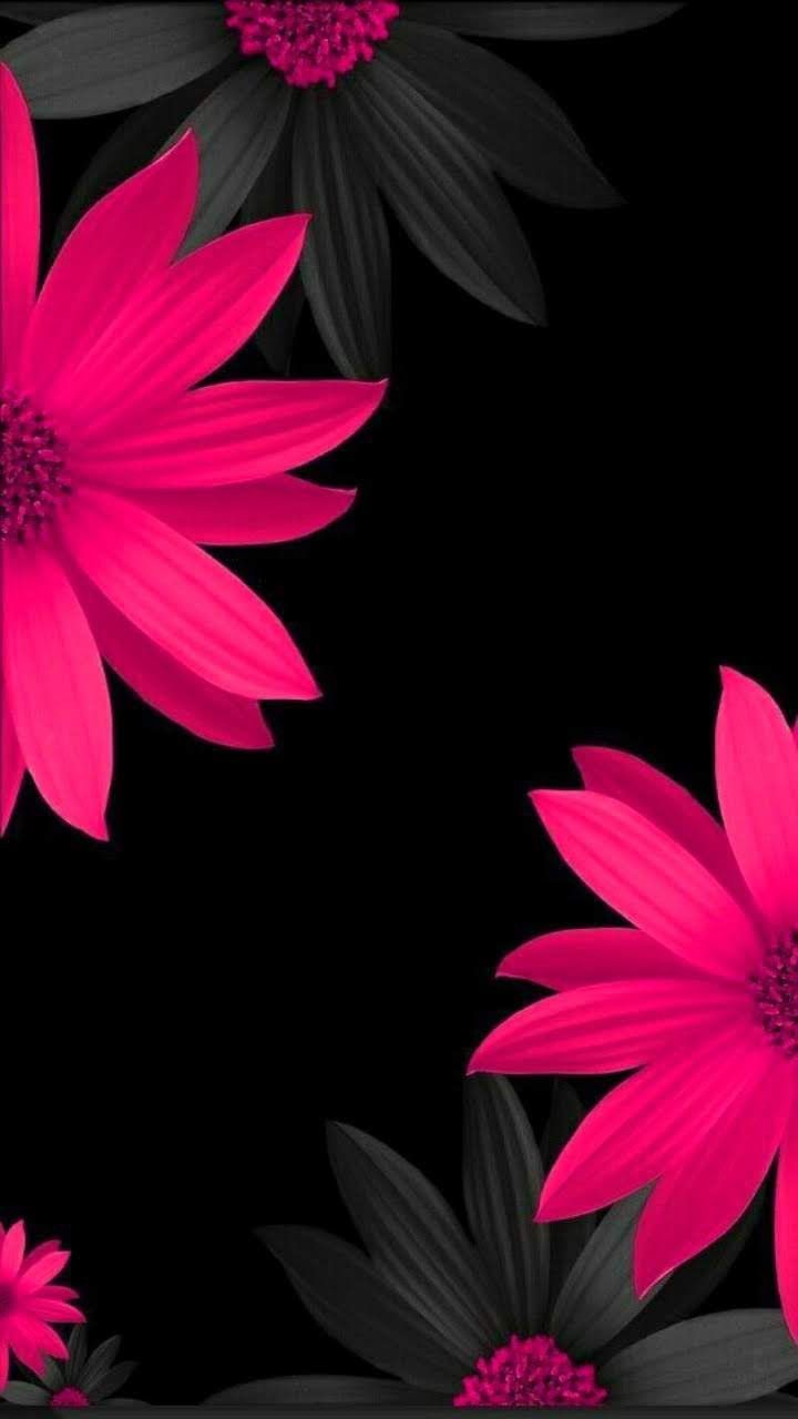 Pink Flower Black Background - HD Wallpaper 