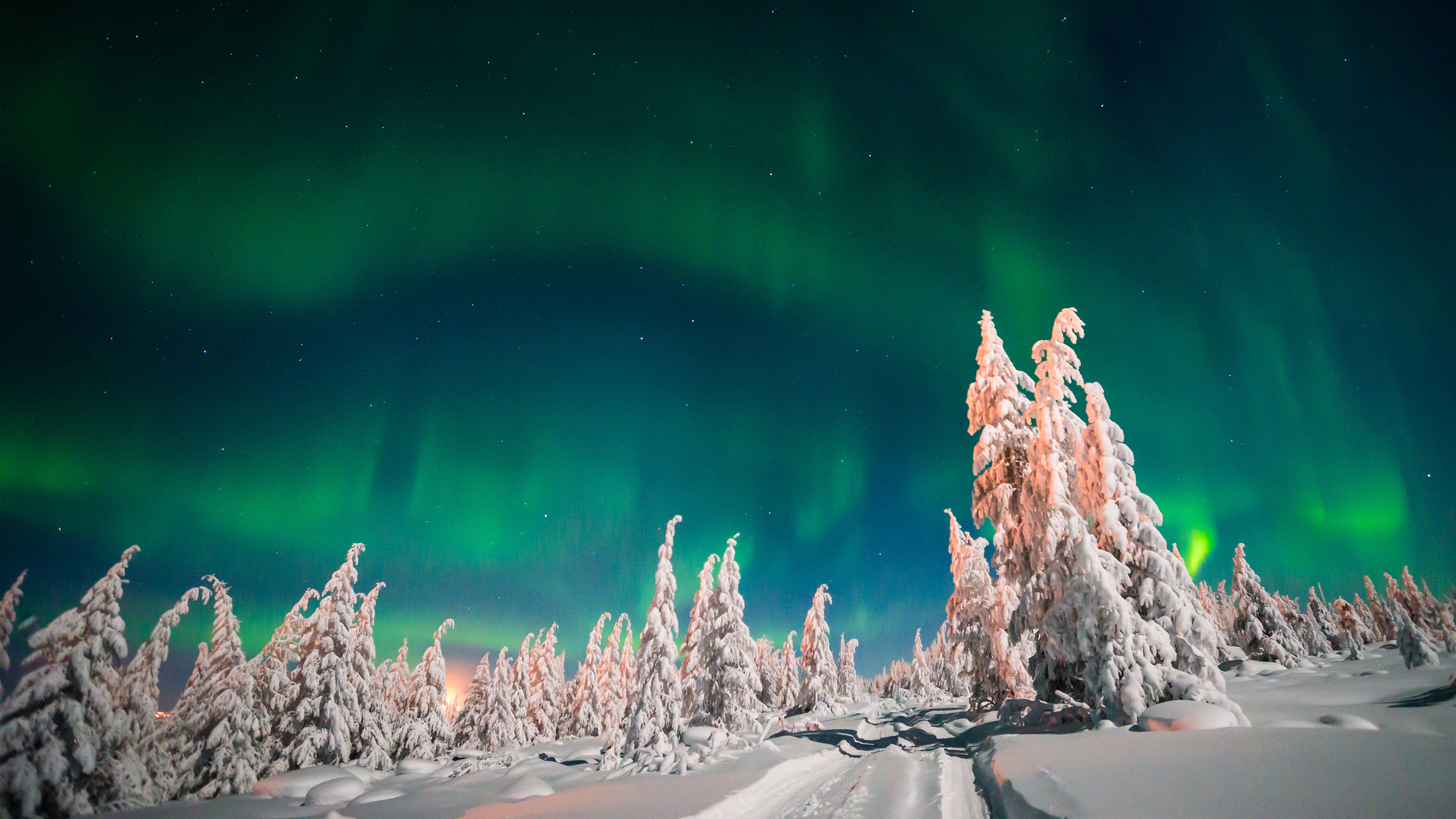 Winter Forest Aurora Borealis - HD Wallpaper 