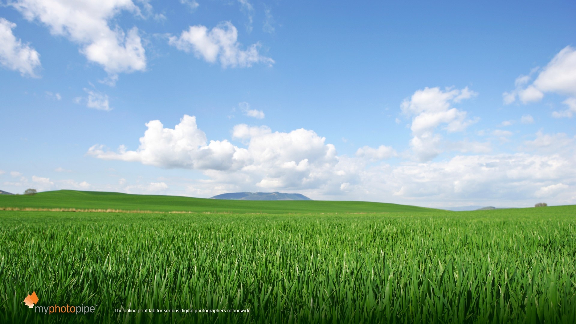 1920x1080, Summer Themes Wallpaper 77035 - Paddy Field - HD Wallpaper 