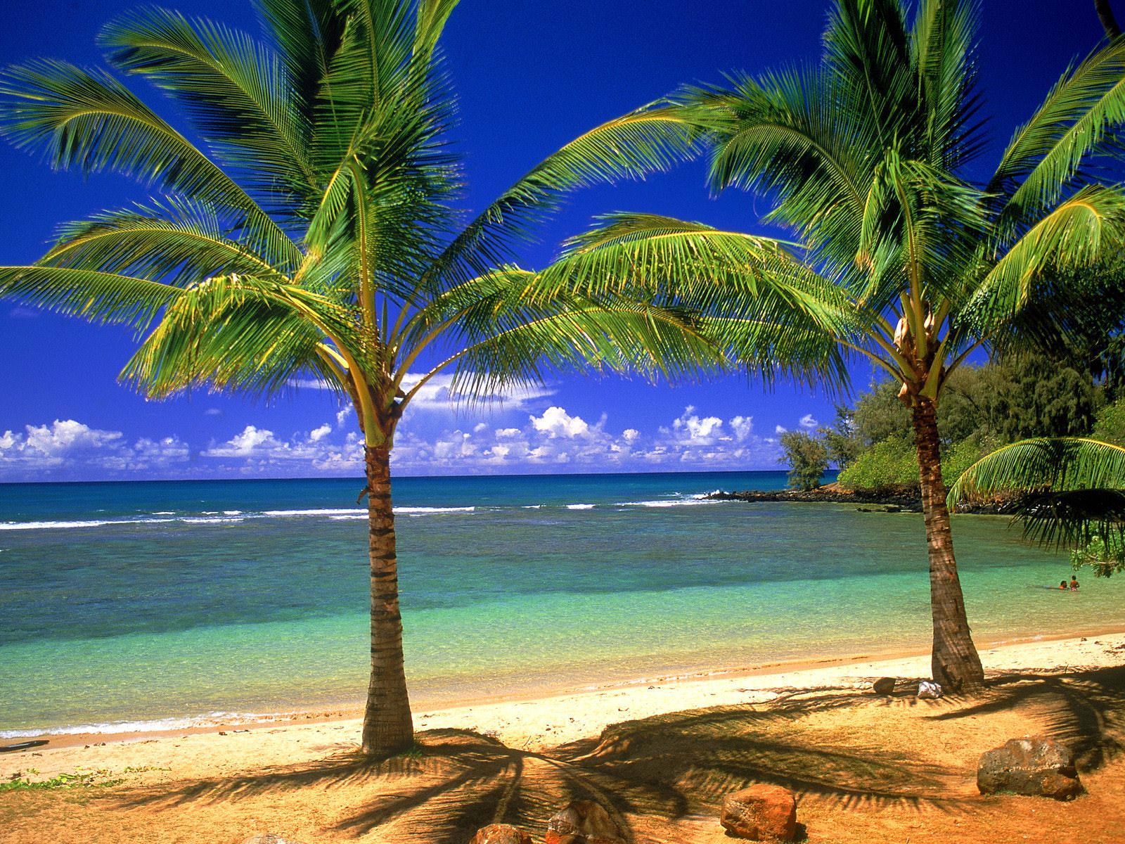 Tropical Beach Scene Wallpaper 1 - Beach And Palm Tree - HD Wallpaper 