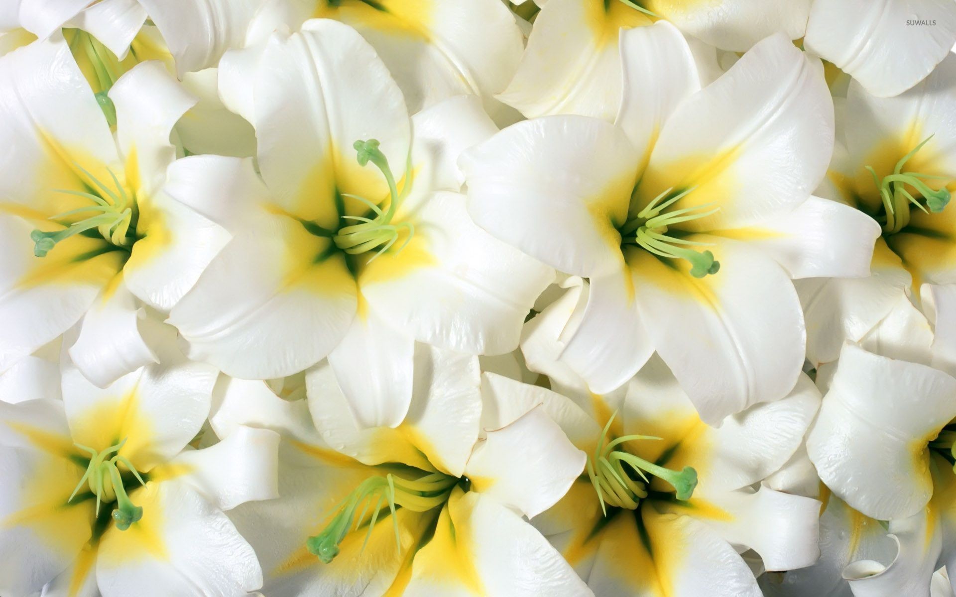 1920x1200, Pure White Lilies Wallpaper 
 Data Id 215691 - White Wallpaper Lily Flower - HD Wallpaper 