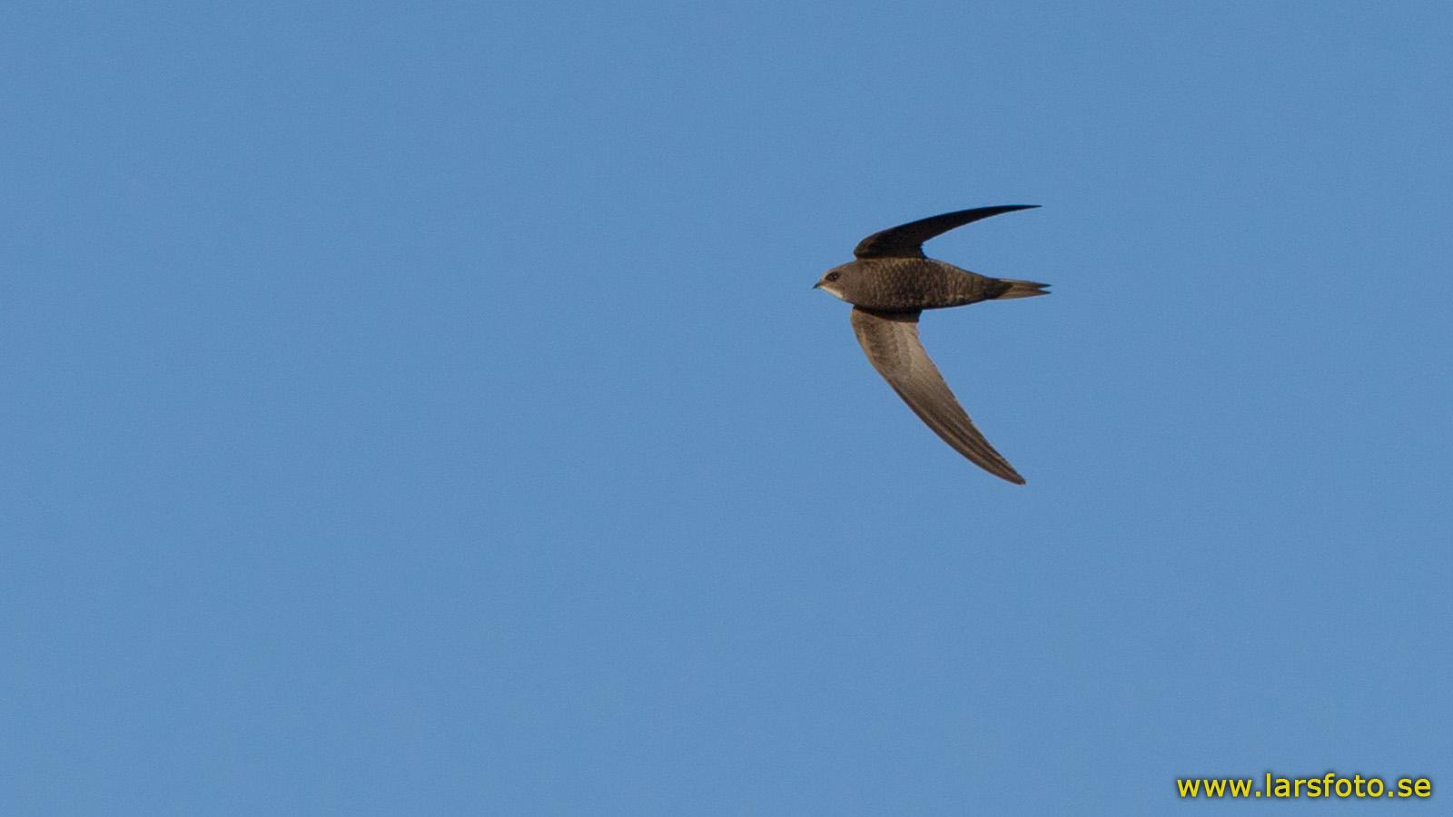 Vaux S Swift - HD Wallpaper 