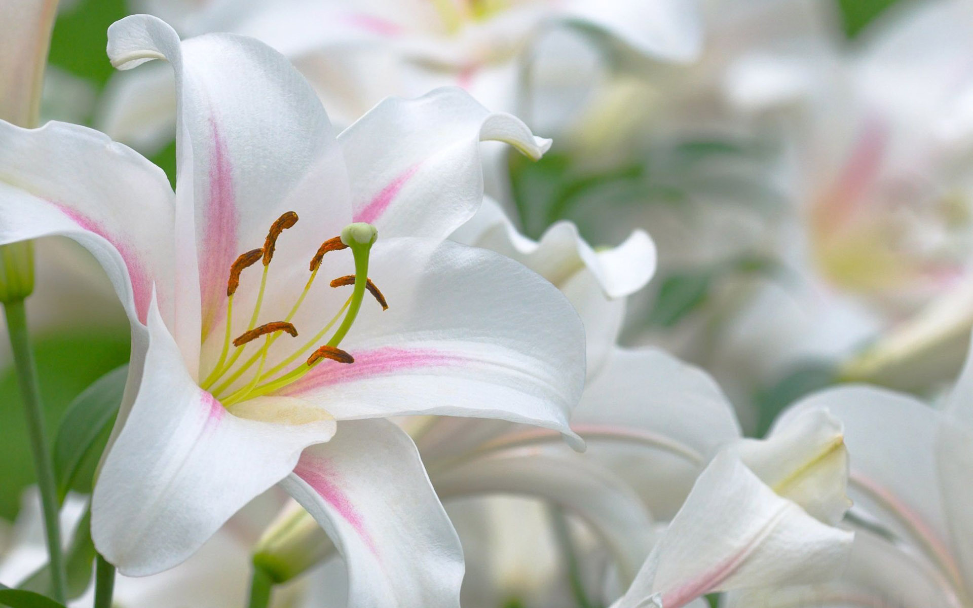 1920x1200, Download This Wallpaper 
 Data Id 215694 - Beautiful Lily Flowers Hd - HD Wallpaper 