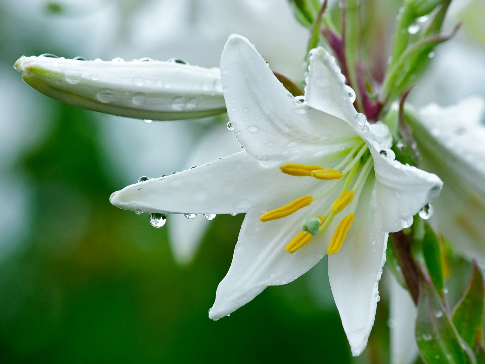 Lily Flowers Images Hd - HD Wallpaper 